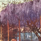 Japanese Postcard Kameido Tenjin Wisteria C1930 Showa Color Photography PC185