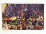 Japanese Postcard Wisteria Flower Temple C1930 Showa Color Photography PC183