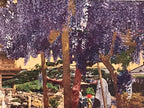Japanese Postcard Wisteria Flower Temple C1930 Showa Color Photography PC183