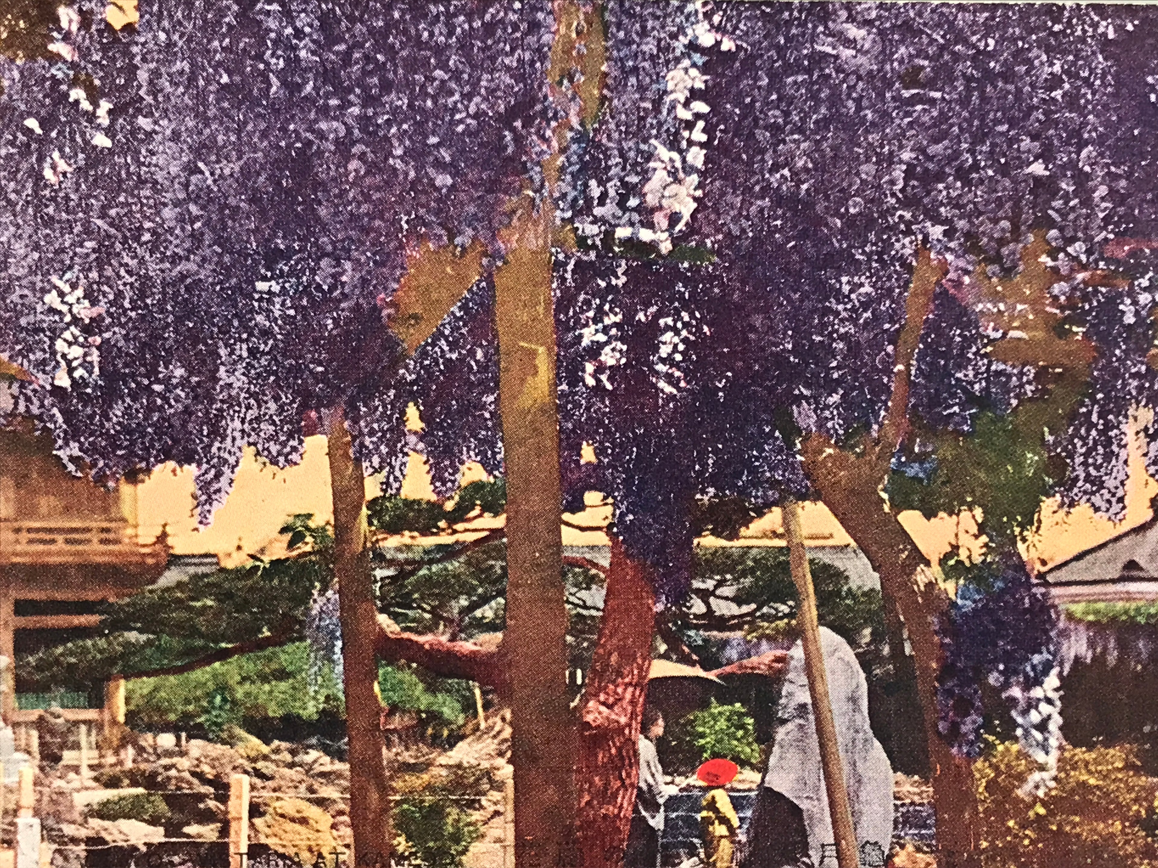 Japanese Postcard Wisteria Flower Temple C1930 Showa Color Photography PC183