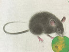Japanese Printed Shikishi Art Board Print Mouse Green Fruit Rat Zodiac Year A548