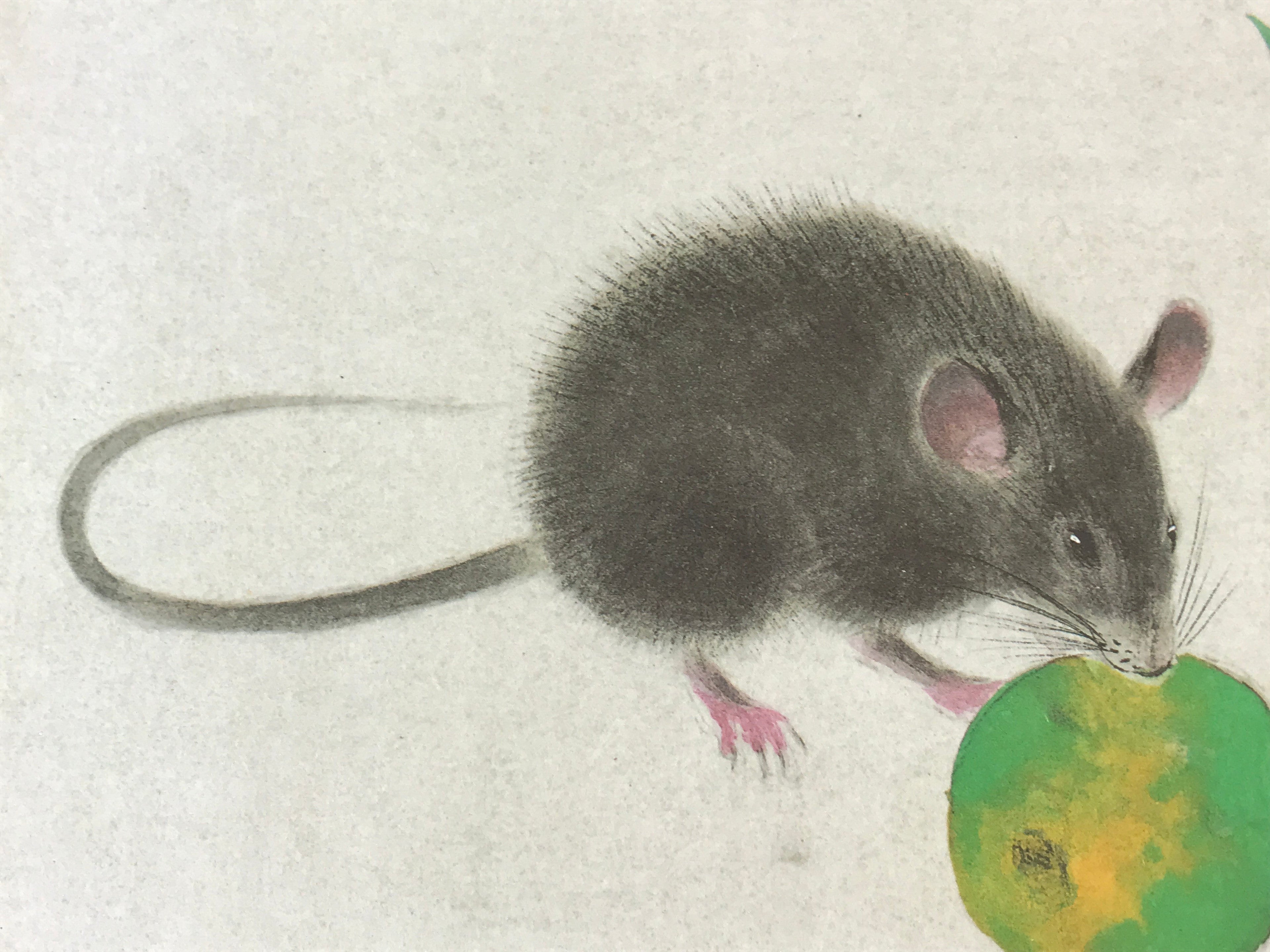 Japanese Printed Shikishi Art Board Print Mouse Green Fruit Rat Zodiac Year A548