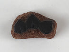 Japanese Rubber Stamp 3 Small Leaves Vtg Floral Sponge Base Stationary HS204