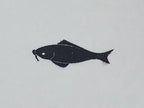 Japanese Rubber Stamp Black Fish Vtg Sponge Base Stationary HS197
