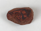 Japanese Rubber Stamp Tropical Fish Vtg Animal Sponge Base Stationary HS199
