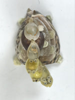 Japanese Sea Shell Kokeshi Doll Vtg 5 Turtle Stack Wobbly Head Brown Beige KF749