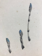 Japanese Shikishi Art Board Horsetail Snake Vtg Painting Nihonga Blue A537