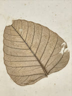 Japanese Shikishi Art Board Large Dry Leaf Vtg Brown Signed Painting A558