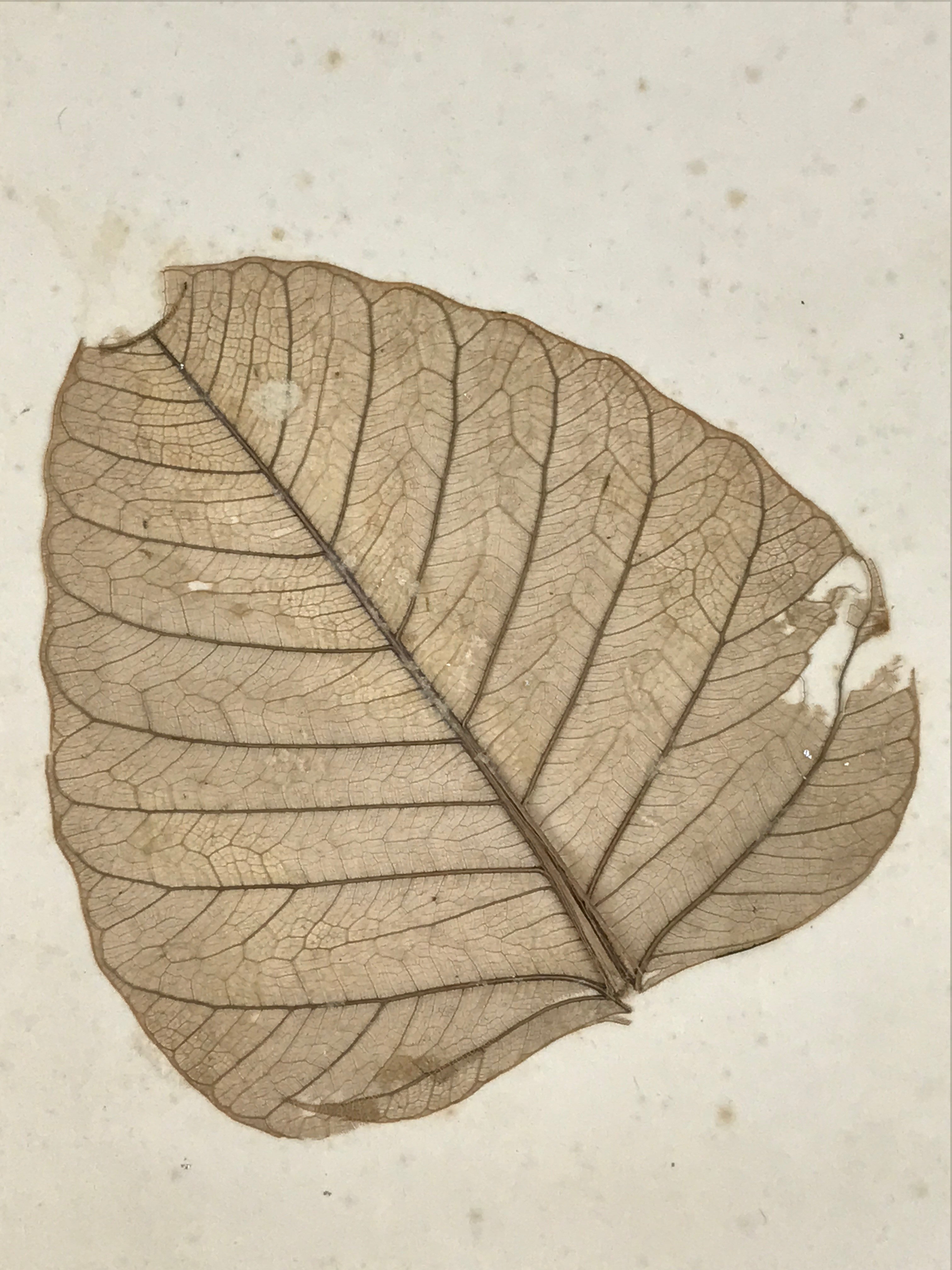 Japanese Shikishi Art Board Large Dry Leaf Vtg Brown Signed Painting A558