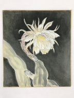 Japanese Shikishi Art Board Night Cereus Flower Gekkabijin Painting White A543
