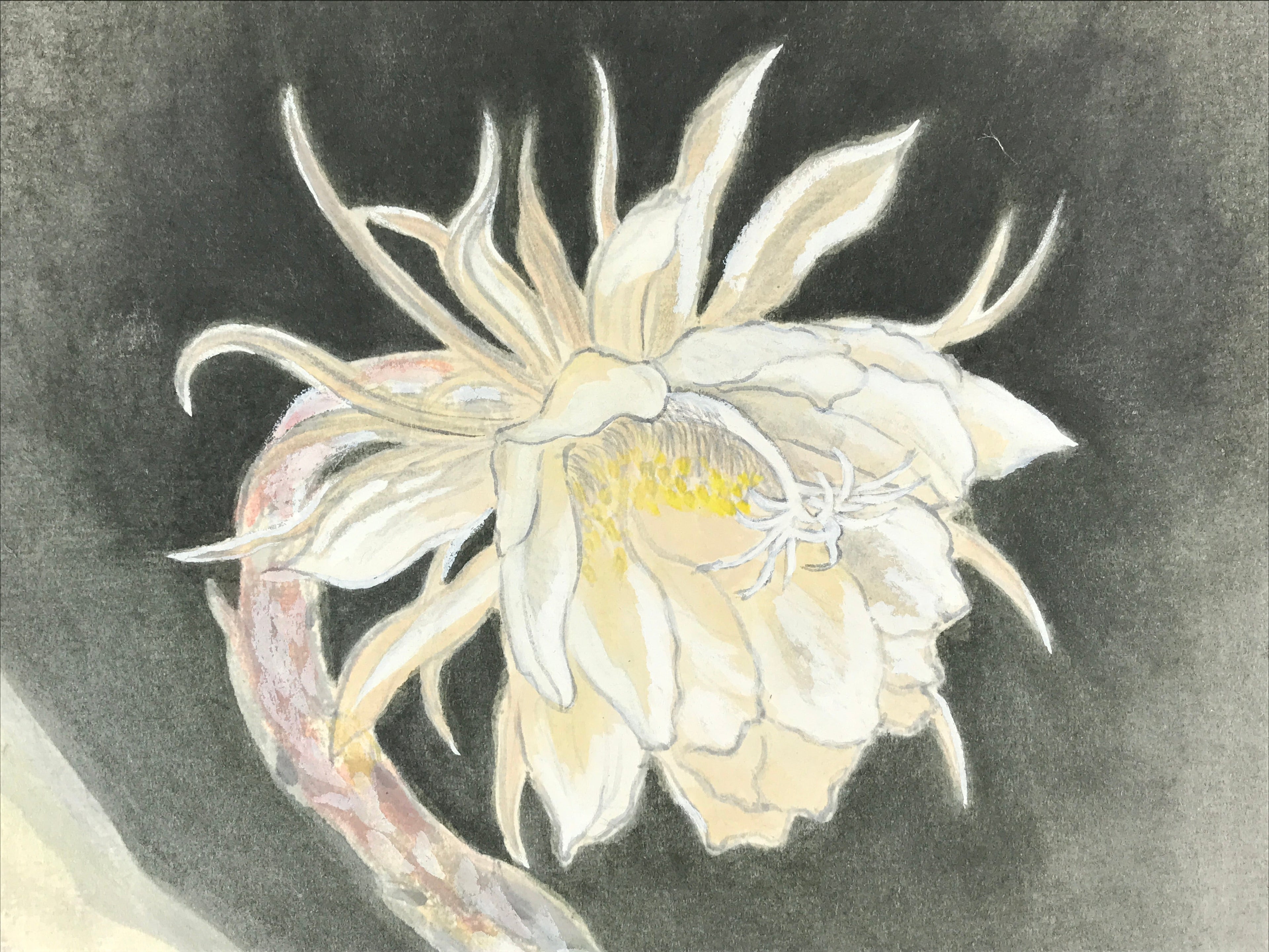 Japanese Shikishi Art Board Night Cereus Flower Gekkabijin Painting White A543