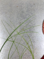 Japanese Shikishi Art Board Oshie Silk Fabric Kimono Woman Geisha Red Moon A796