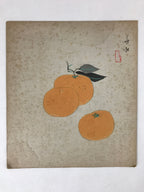 Japanese Shikishi Art Board Painting Oranges Mikan Fruit Still Life A575