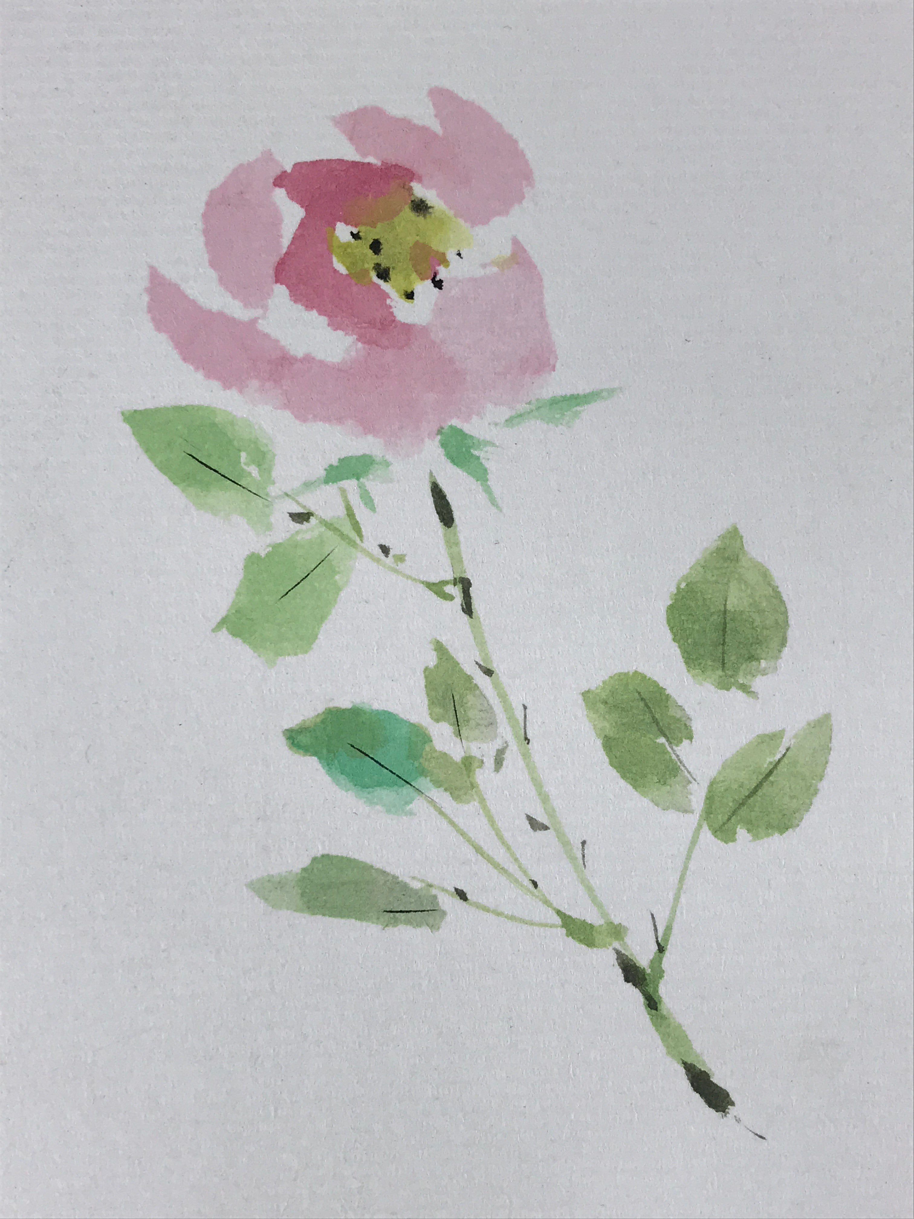 Japanese Shikishi Art Board Painting Pink Peony Flower With Black Poem A588