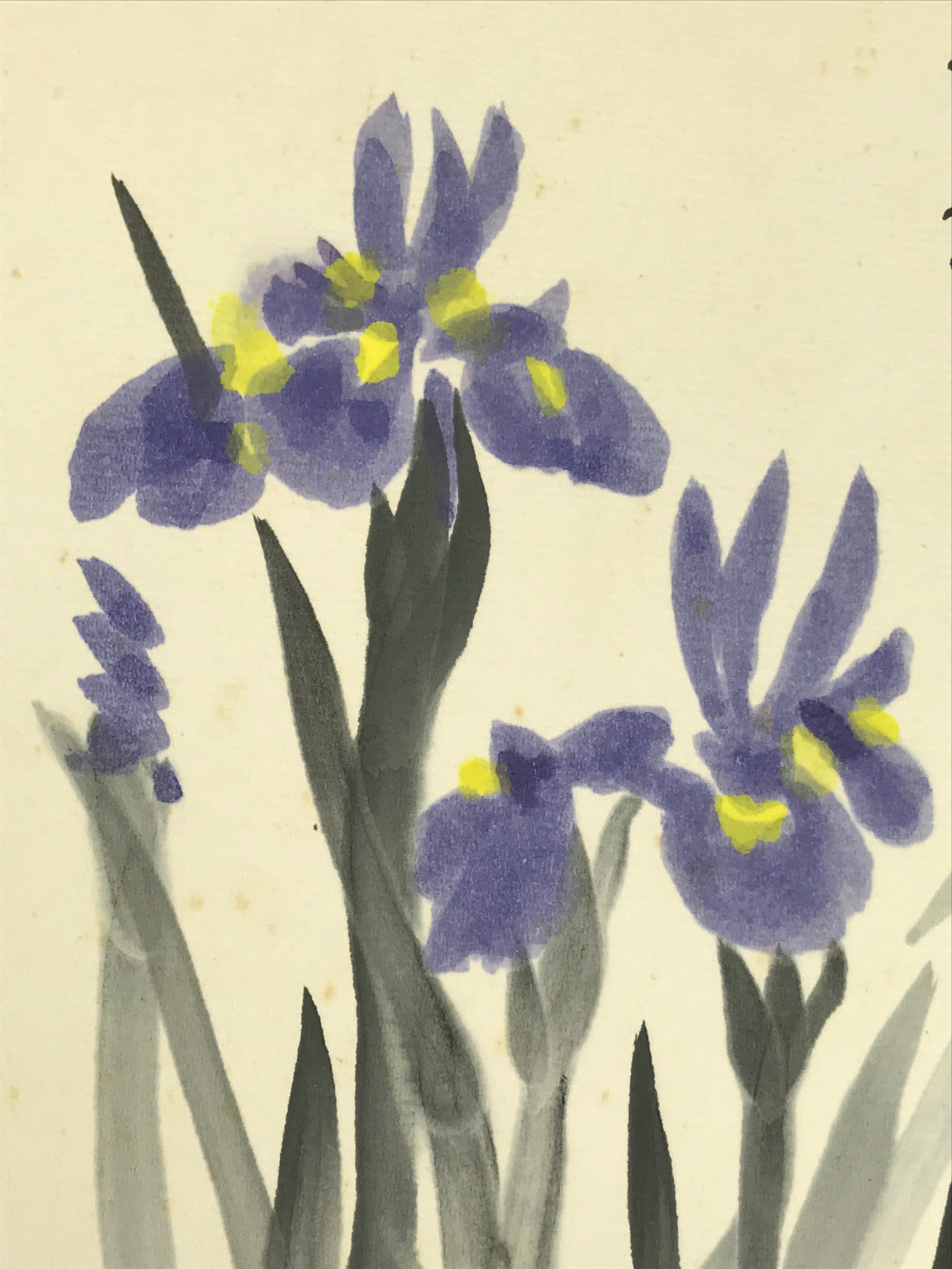 Japanese Shikishi Art Board Painting Vtg Ayame Iris Flower Blue Yellow A707