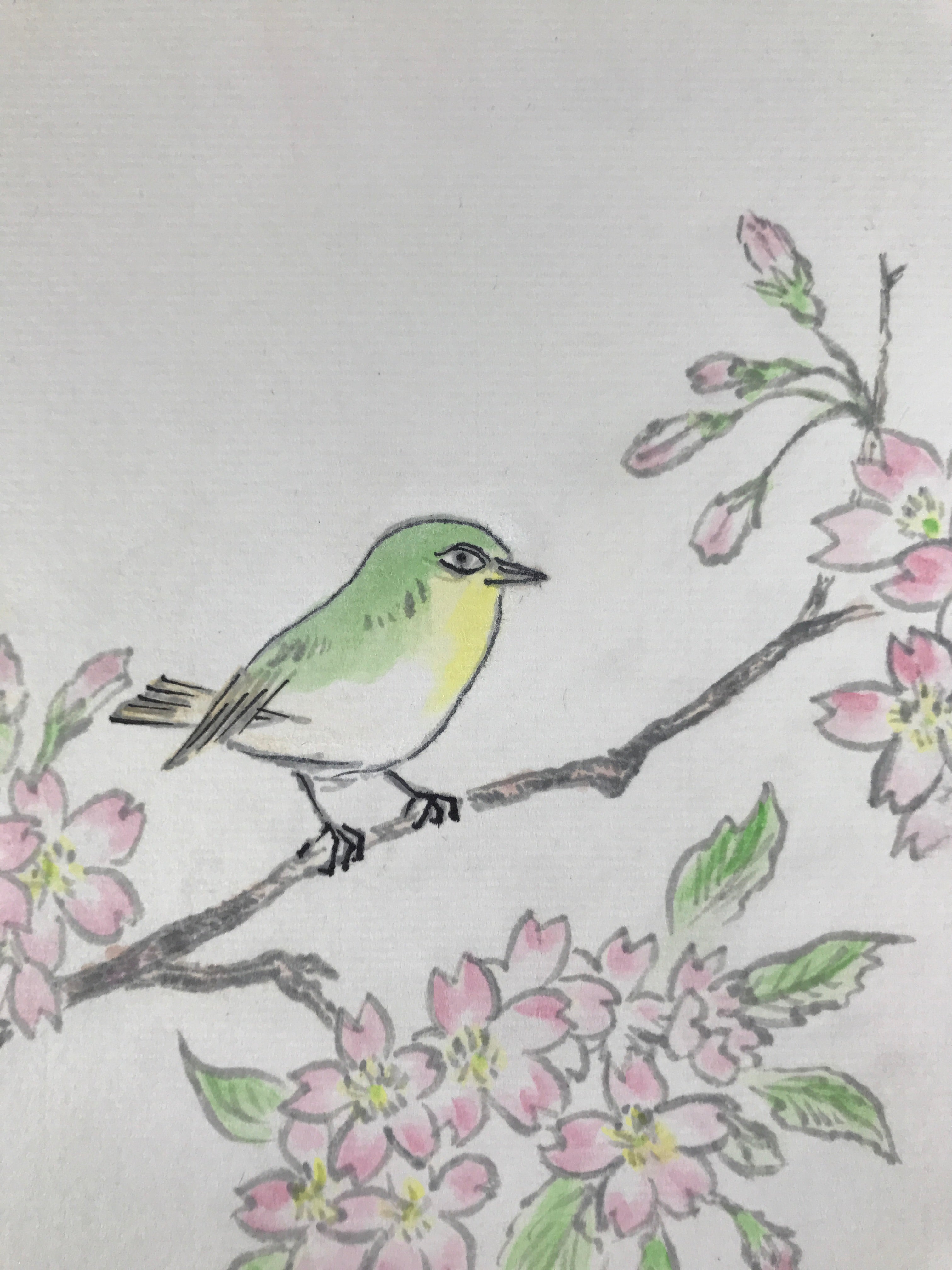 Japanese Shikishi Art Board Painting Vtg Green Bird Cherry Blossoms Sakura A656