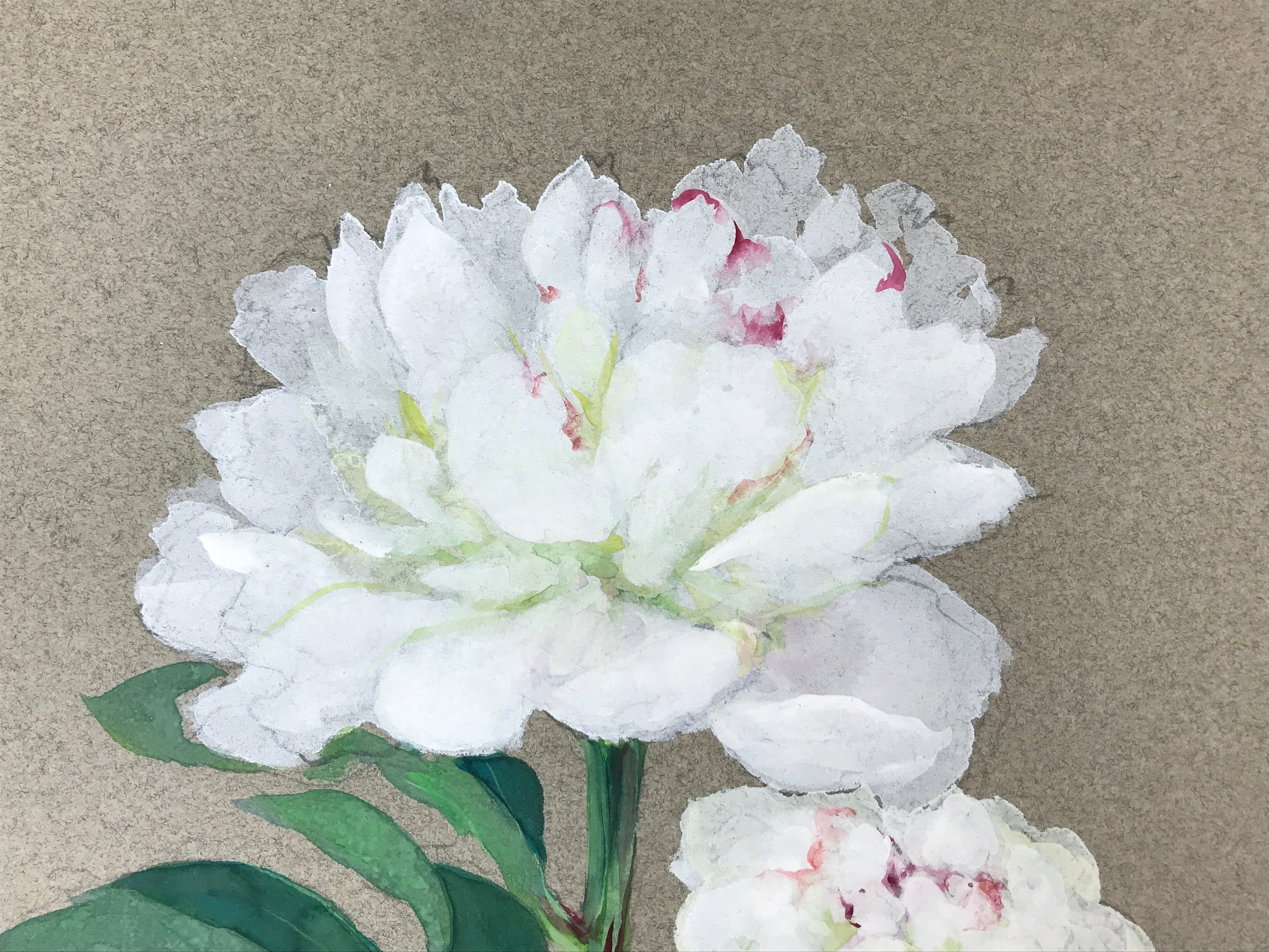 Japanese Shikishi Art Board Painting White Peony Flowers Green Nature A587