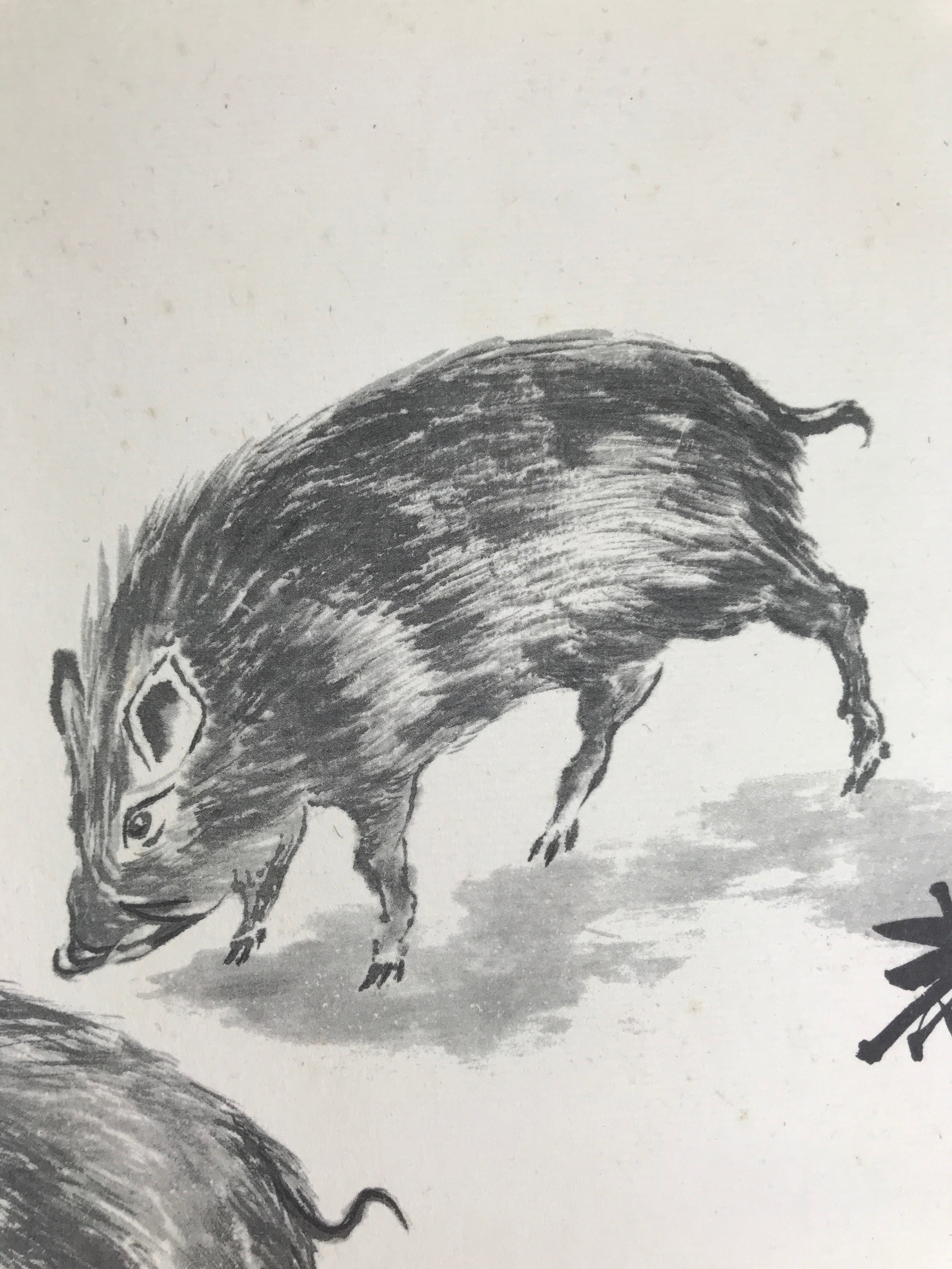 Japanese Shikishi Art Board Reproduction Vtg Boar Zen Word Black Monochrome A768