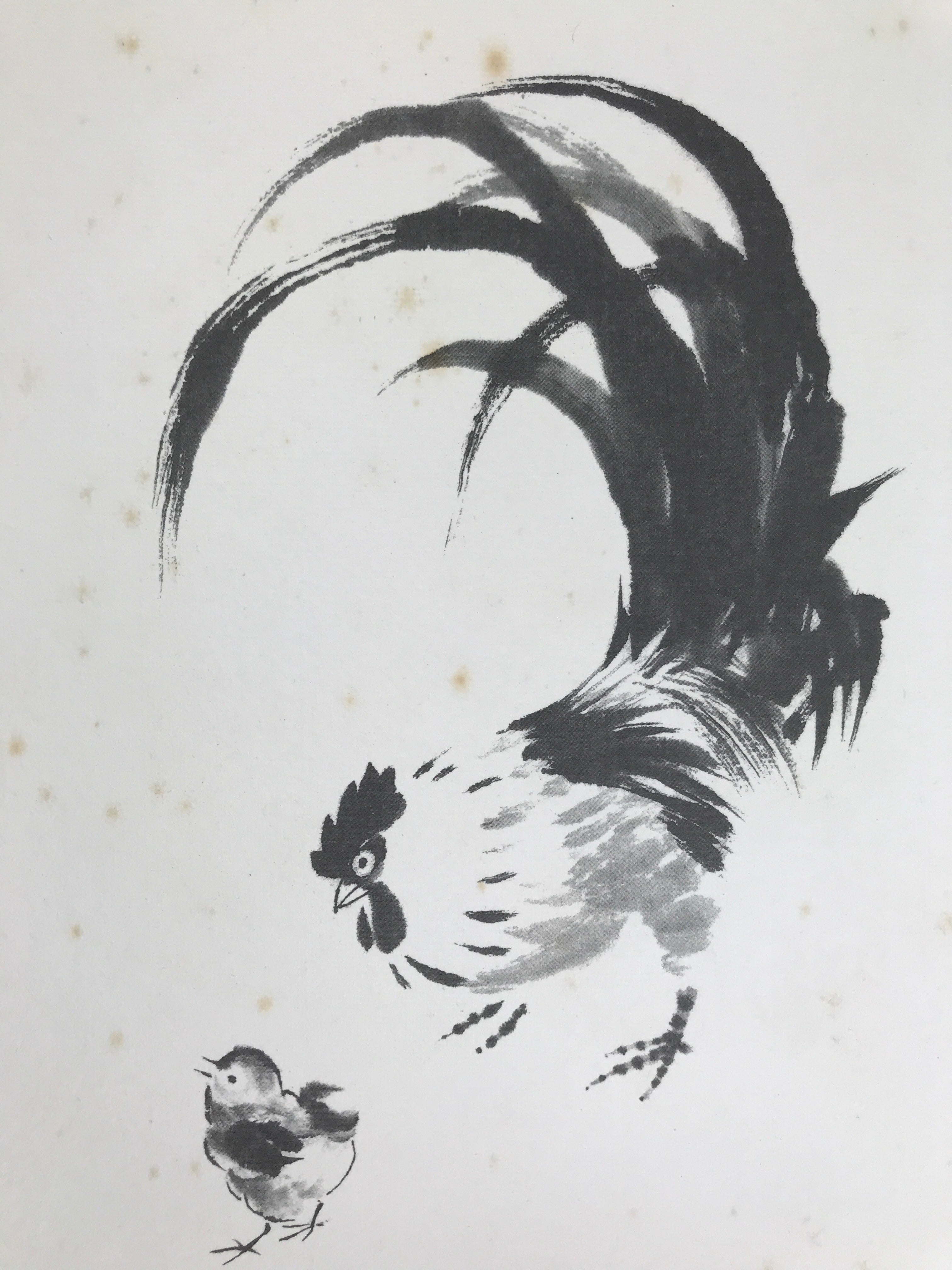 Japanese Shikishi Art Board Reproduction Vtg Rooster Sottaku Doji Zen Word A767