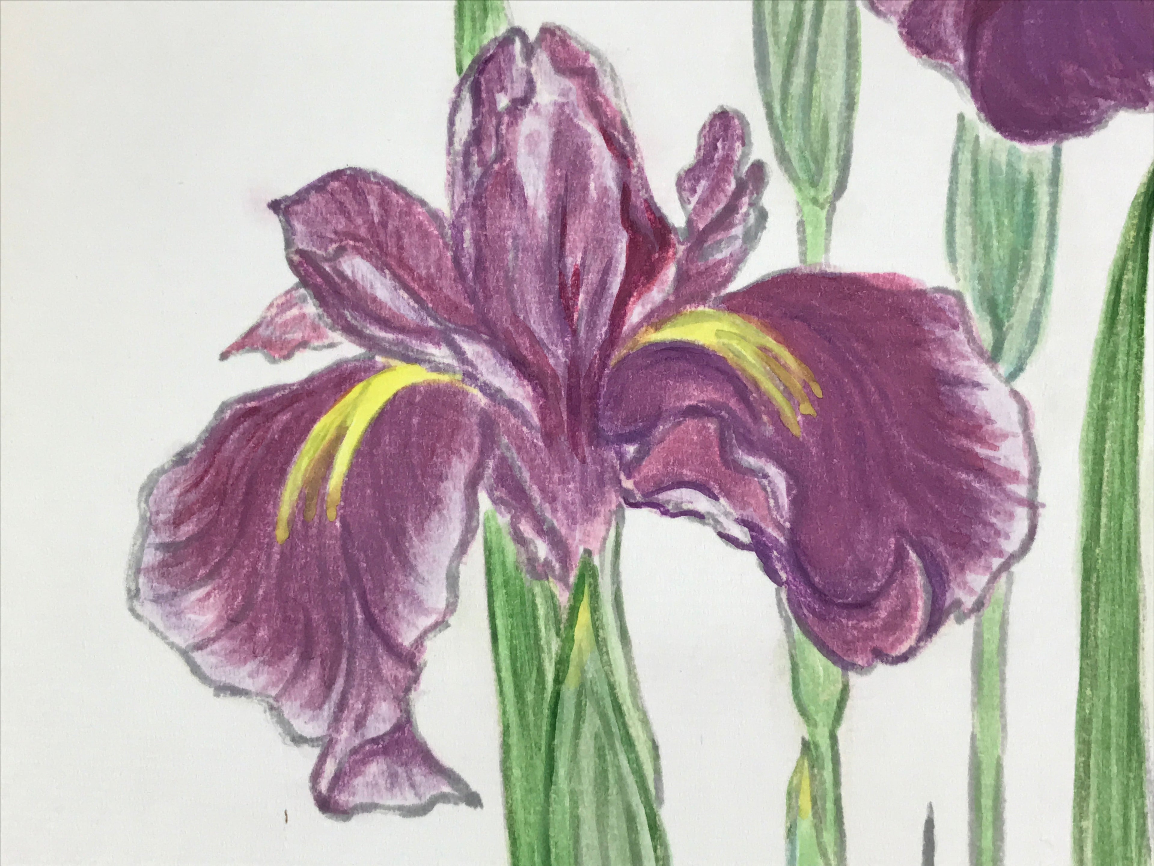 Japanese Shikishi Art Board Vtg Painting Nihonga Picture Iris Hanashoubu A523