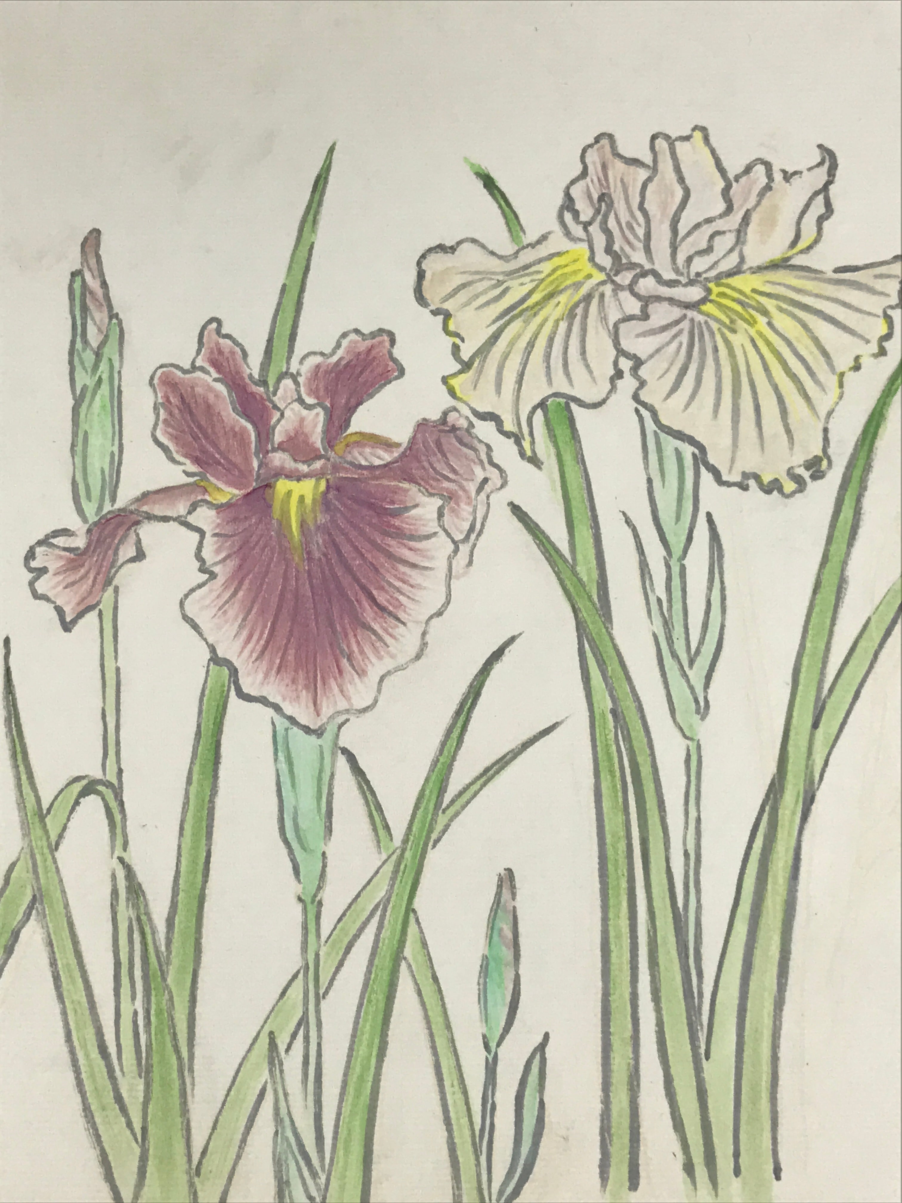 Japanese Shikishi Art Board Vtg Painting Nihonga Picture Iris Hanashoubu A524