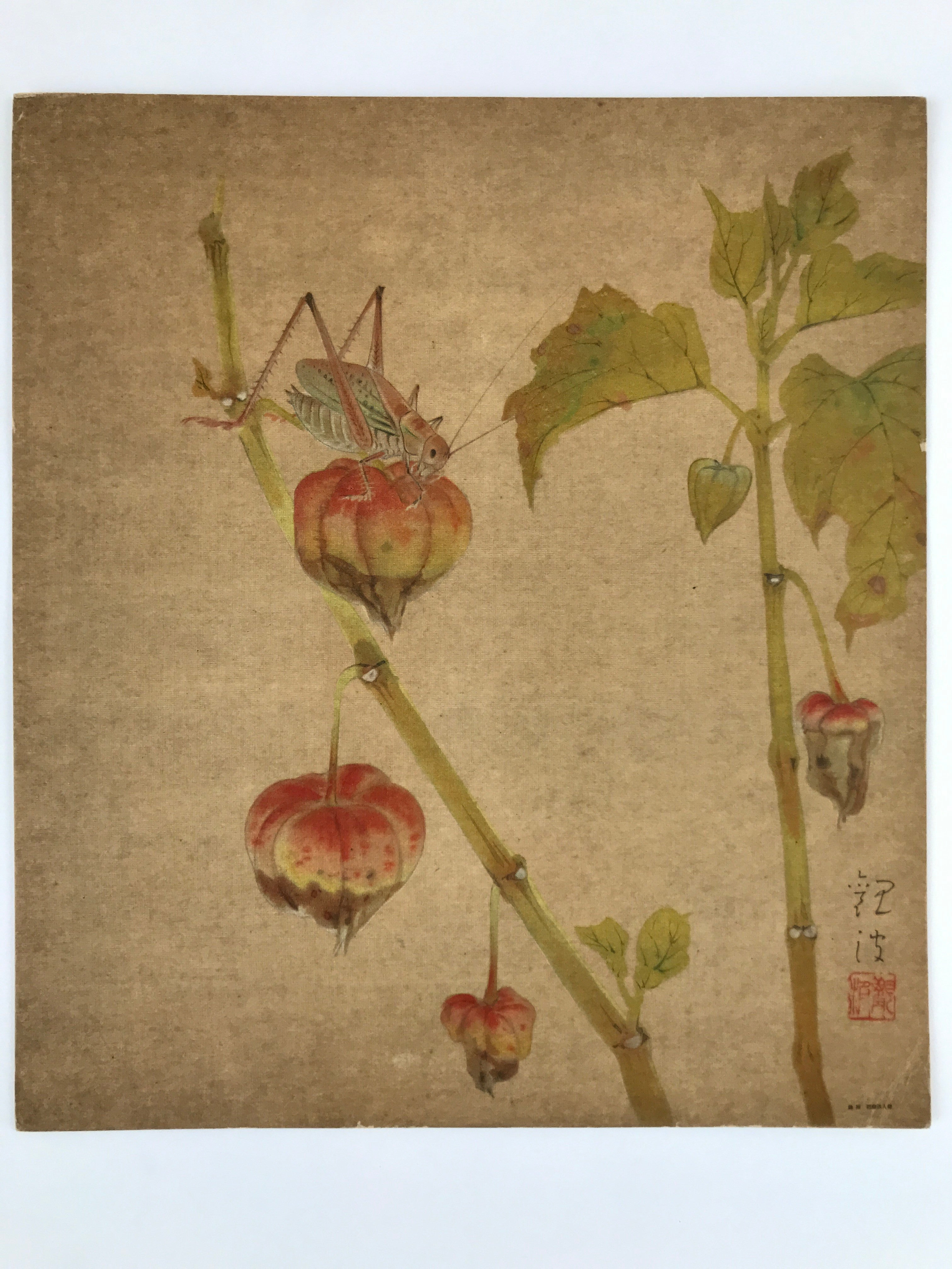Japanese Shikishi Art Reproduction Cricket On Physalis Green