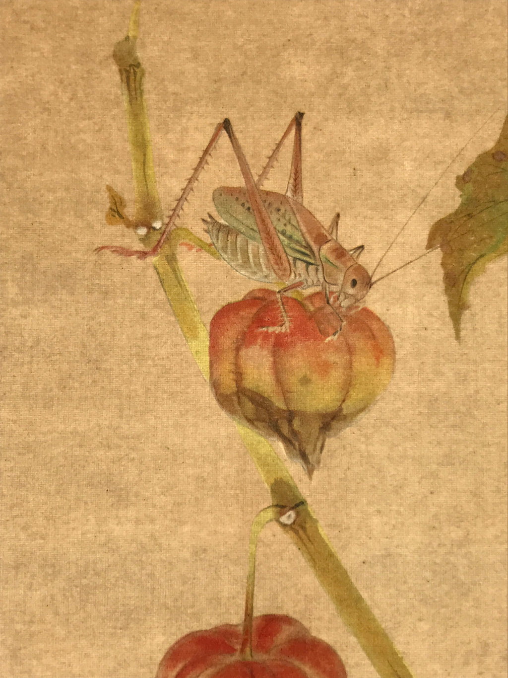 Japanese Shikishi Art Reproduction Cricket On Physalis Green Orange A643