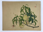 Japanese Shikishi Art Reproduction Nishimura Goun Peaches Of Imortality A647