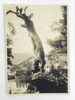 Japanese Showa Old Tree Pruning Group Photograph Men Daily Life Black White PH86