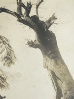 Japanese Showa Old Tree Pruning Group Photograph Men Daily Life Black White PH86