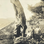 Japanese Showa Old Tree Pruning Group Photograph Men Daily Life Black White PH86