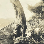 Japanese Showa Old Tree Pruning Group Photograph Men Daily Life Black White PH86