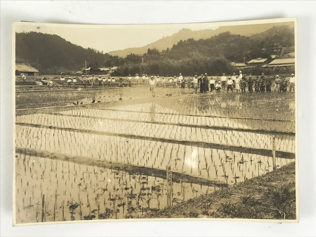 Japanese Showa School Group Rice Planting Photograph Vtg Daily Life Sepia PH84