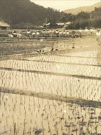 Japanese Showa School Group Rice Planting Photograph Vtg Daily Life Sepia PH84