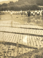 Japanese Showa School Group Rice Planting Photograph Vtg Daily Life Sepia PH84