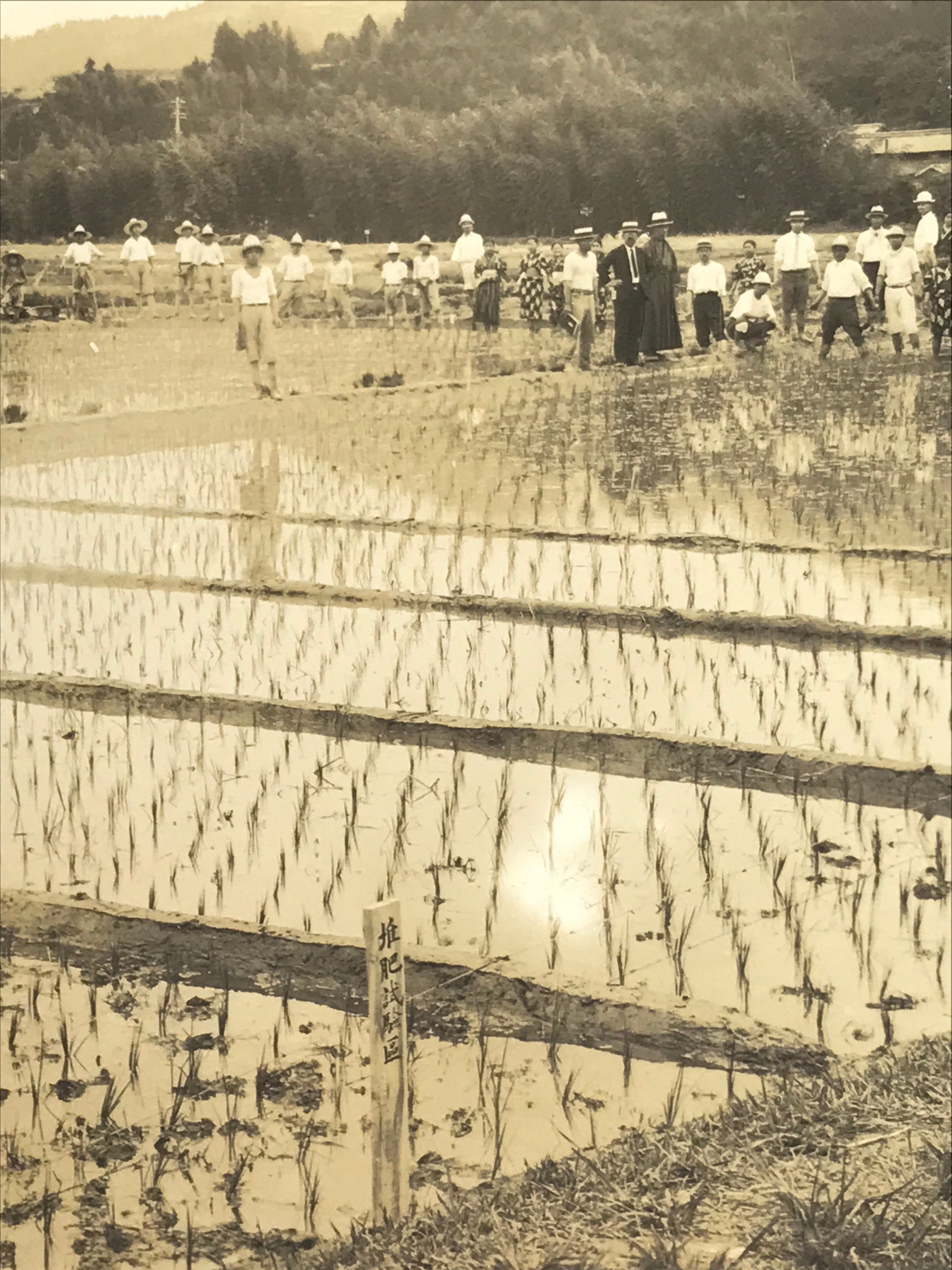 Japanese Showa School Group Rice Planting Photograph Vtg Daily Life Sepia PH84