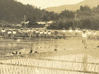 Japanese Showa School Group Rice Planting Photograph Vtg Daily Life Sepia PH84