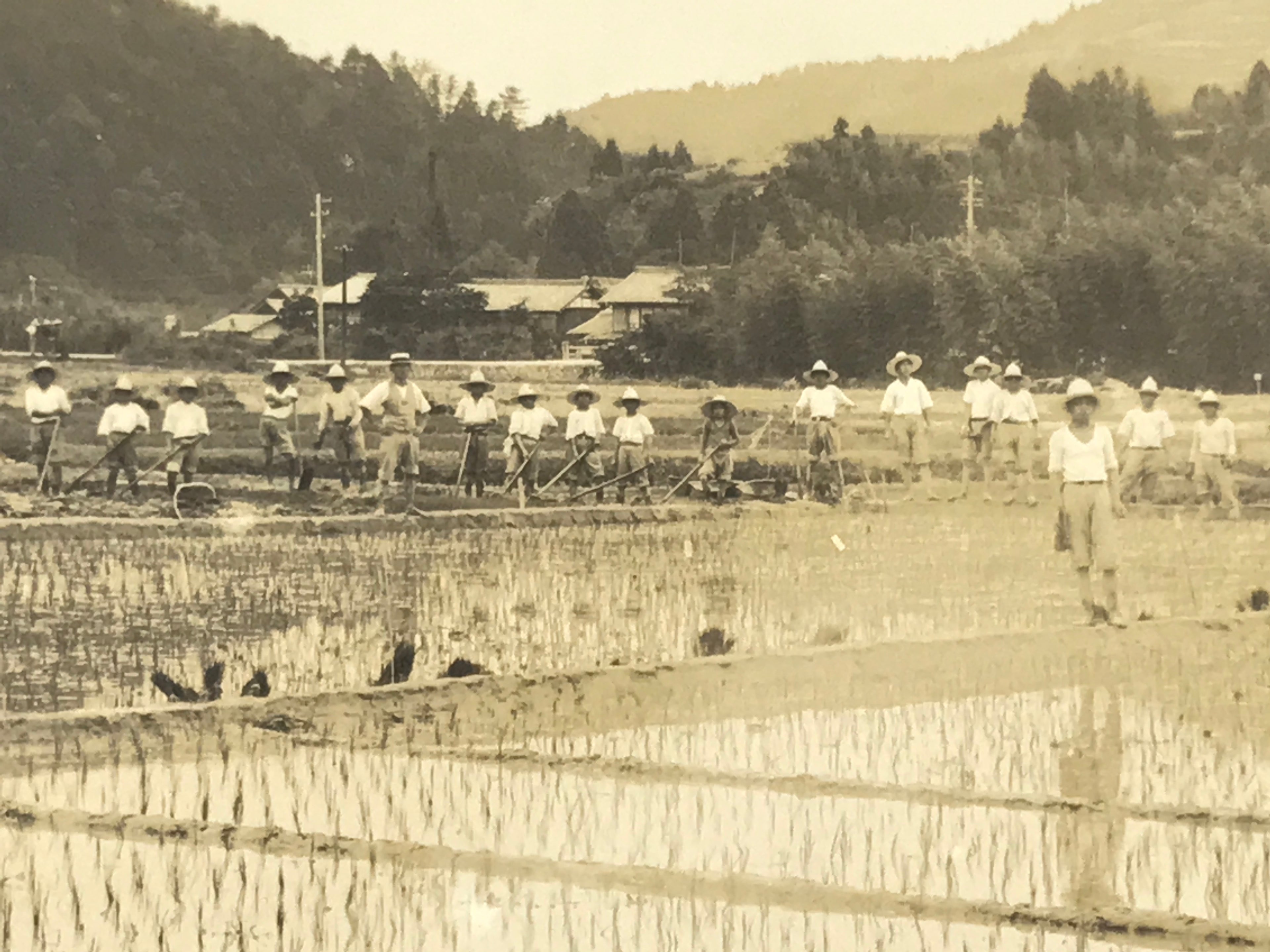 Japanese Showa School Group Rice Planting Photograph Vtg Daily Life Sepia PH84