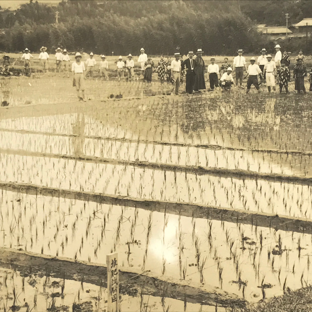 Japanese Showa School Group Rice Planting Photograph Vtg Daily Life Sepia PH84