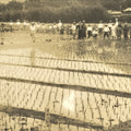 Japanese Showa School Group Rice Planting Photograph Vtg Daily Life Sepia PH84