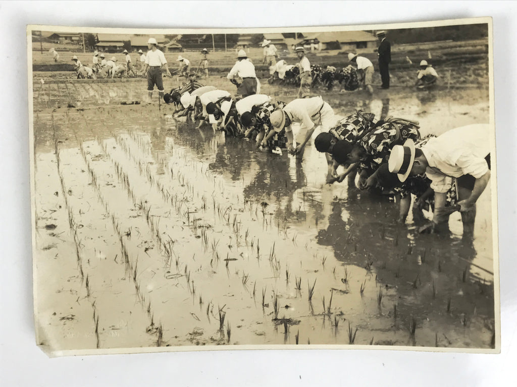 Japanese Showa School Group Rice Planting Photograph Vtg Daily Life Sepia PH85