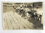 Japanese Showa School Group Rice Planting Photograph Vtg Daily Life Sepia PH85
