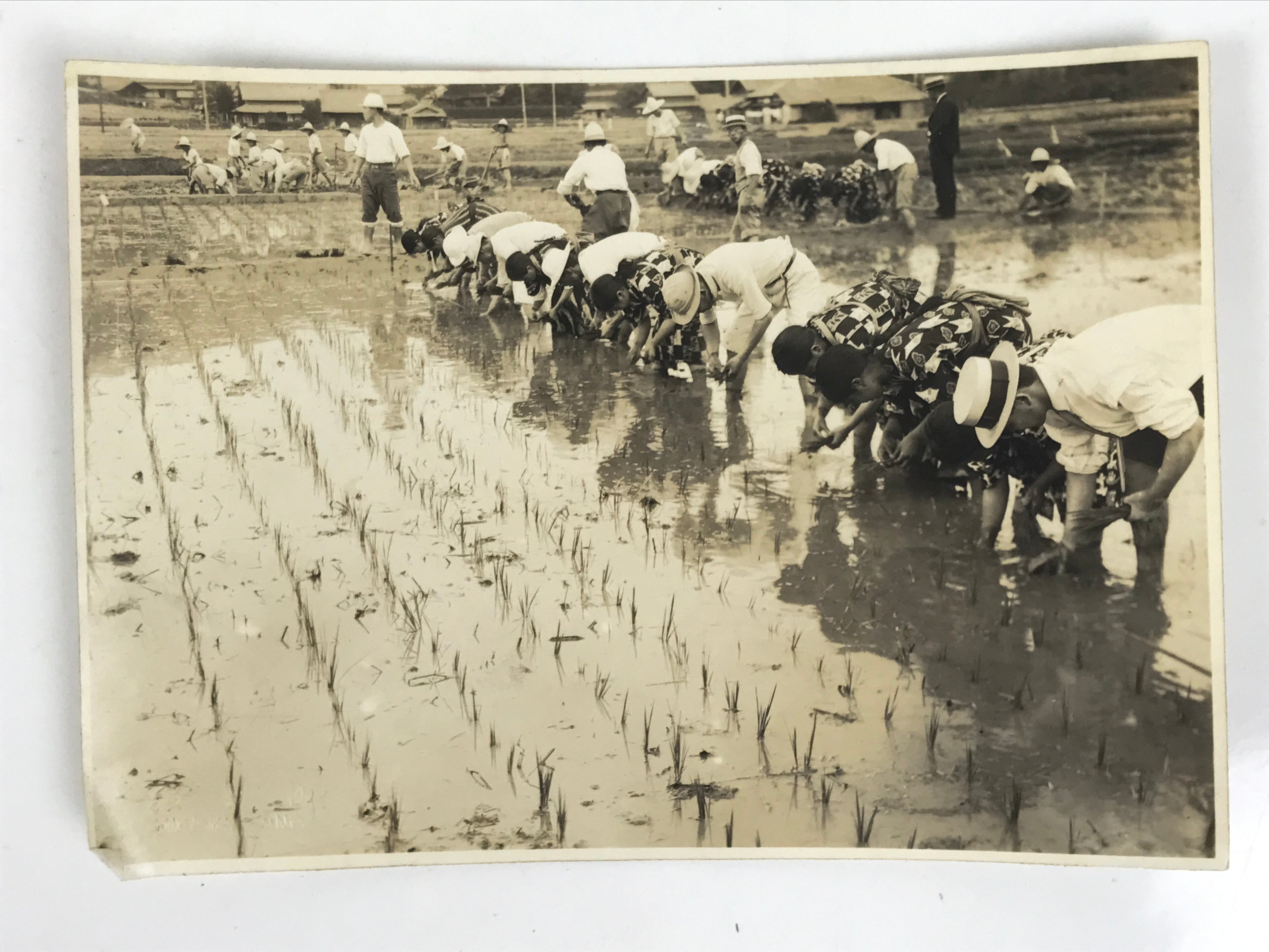 Japanese Showa School Group Rice Planting Photograph Vtg Daily Life Sepia PH85