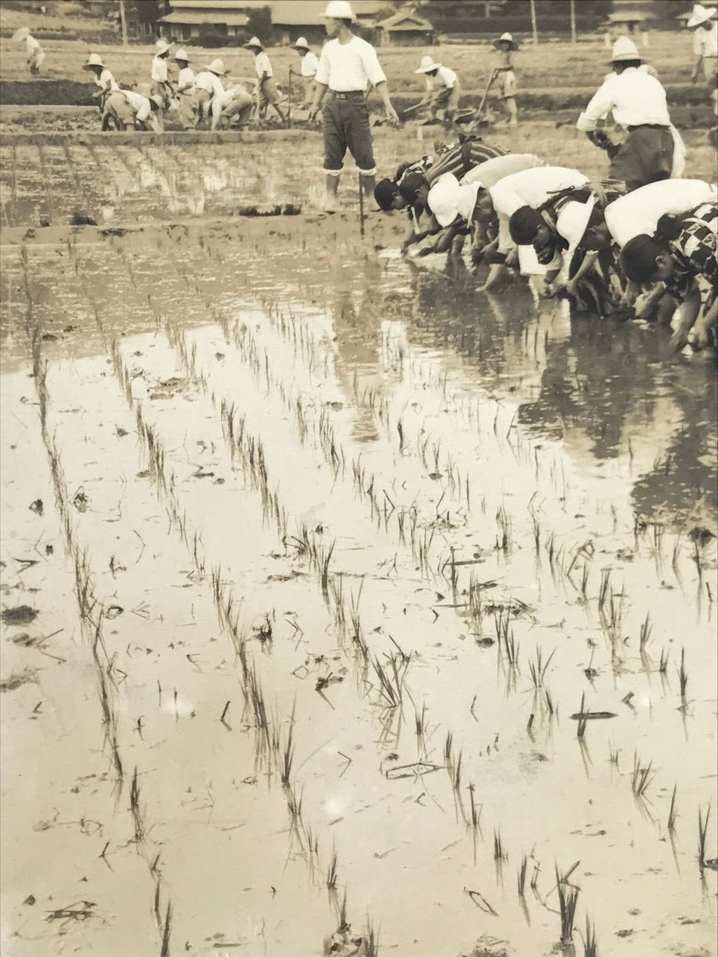 Japanese Showa School Group Rice Planting Photograph Vtg Daily Life Sepia PH85