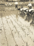 Japanese Showa School Group Rice Planting Photograph Vtg Daily Life Sepia PH85