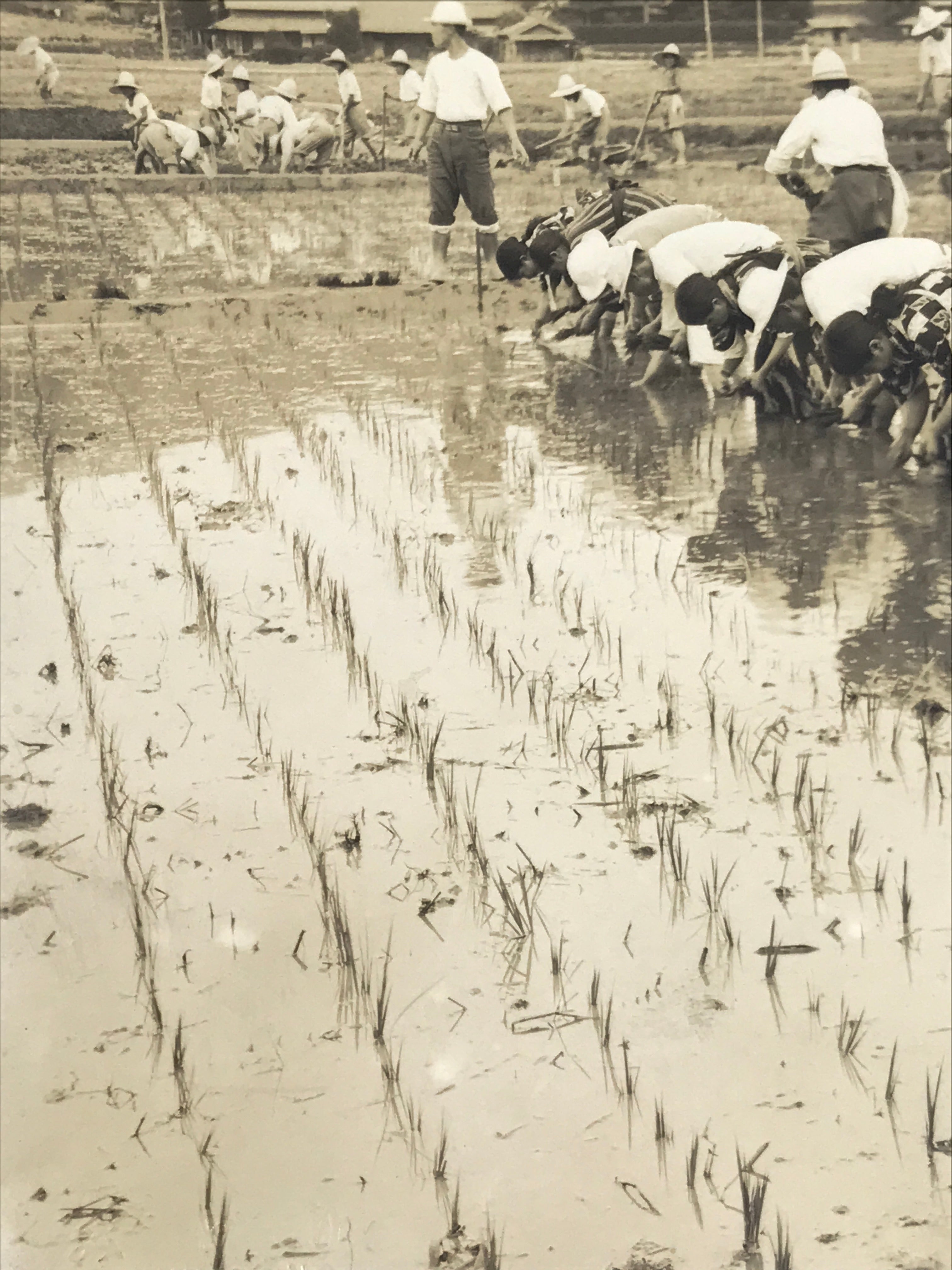 Japanese Showa School Group Rice Planting Photograph Vtg Daily Life Sepia PH85