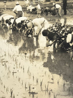 Japanese Showa School Group Rice Planting Photograph Vtg Daily Life Sepia PH85