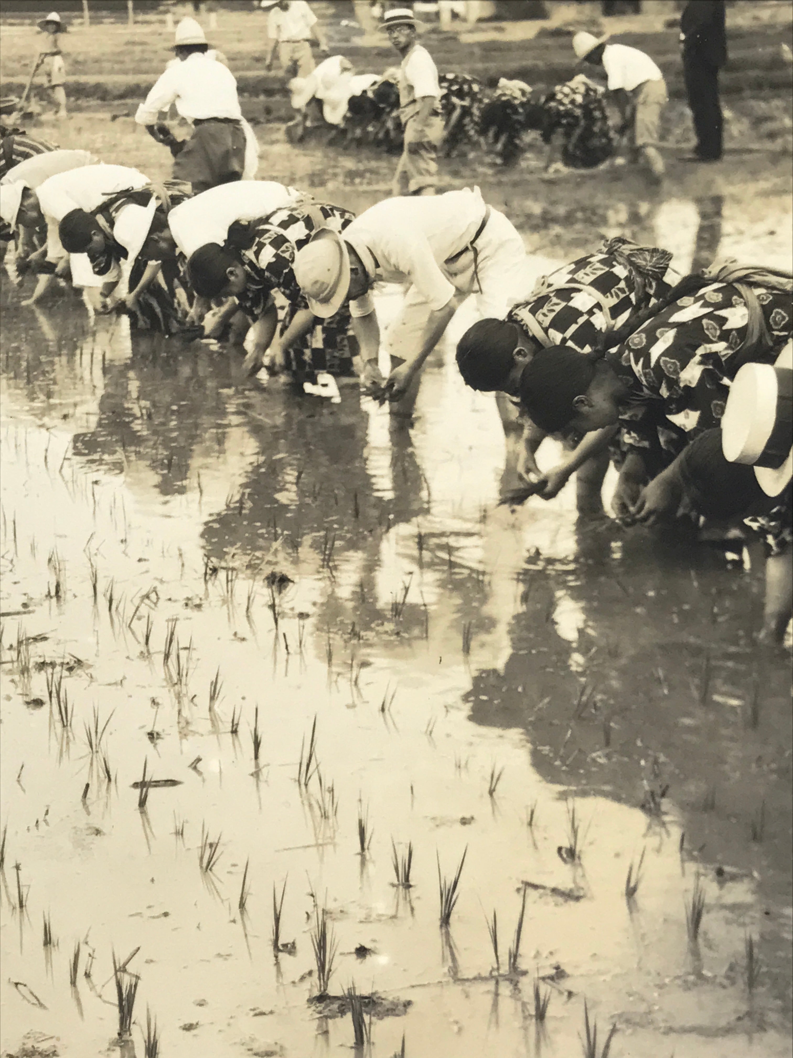 Japanese Showa School Group Rice Planting Photograph Vtg Daily Life Sepia PH85