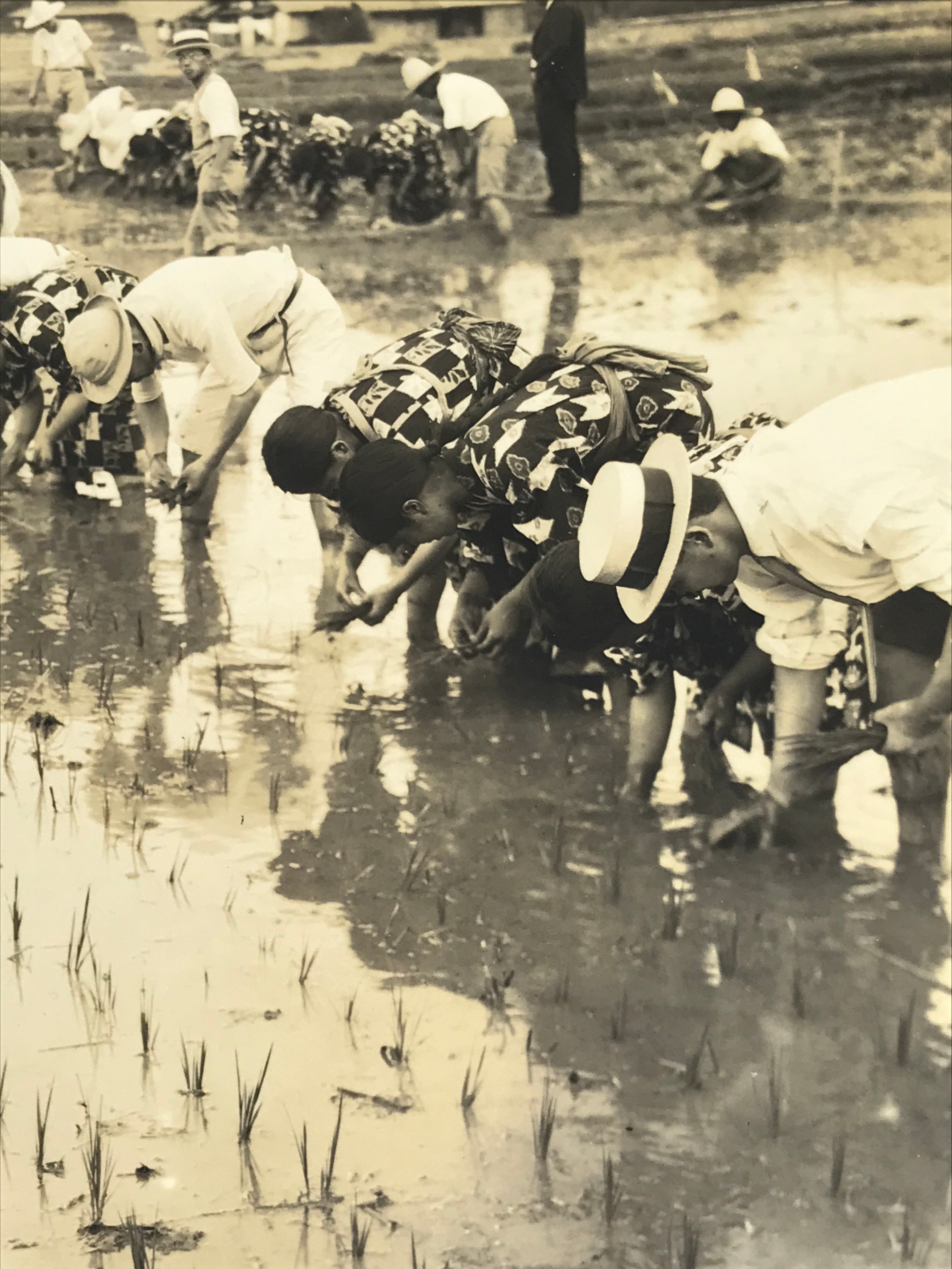 Japanese Showa School Group Rice Planting Photograph Vtg Daily Life Sepia PH85
