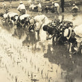 Japanese Showa School Group Rice Planting Photograph Vtg Daily Life Sepia PH85